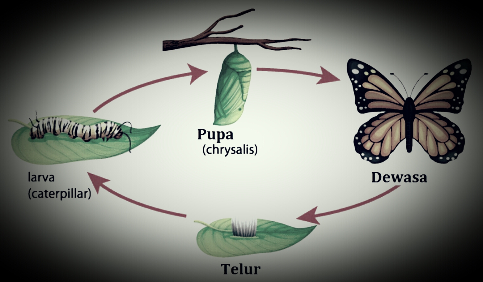 Fase Fase Di Dalam Metamorfosis Tidak Sempurna