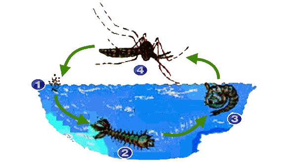 Penjelasan Singkat Mengenai Proses Metamorfosis Nyamuk