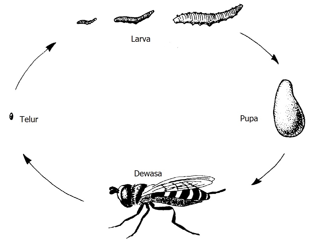Tahapan Dalam Metamorfosis Lebah