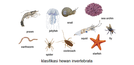 Ciri Ciri Hewan Invertebrata