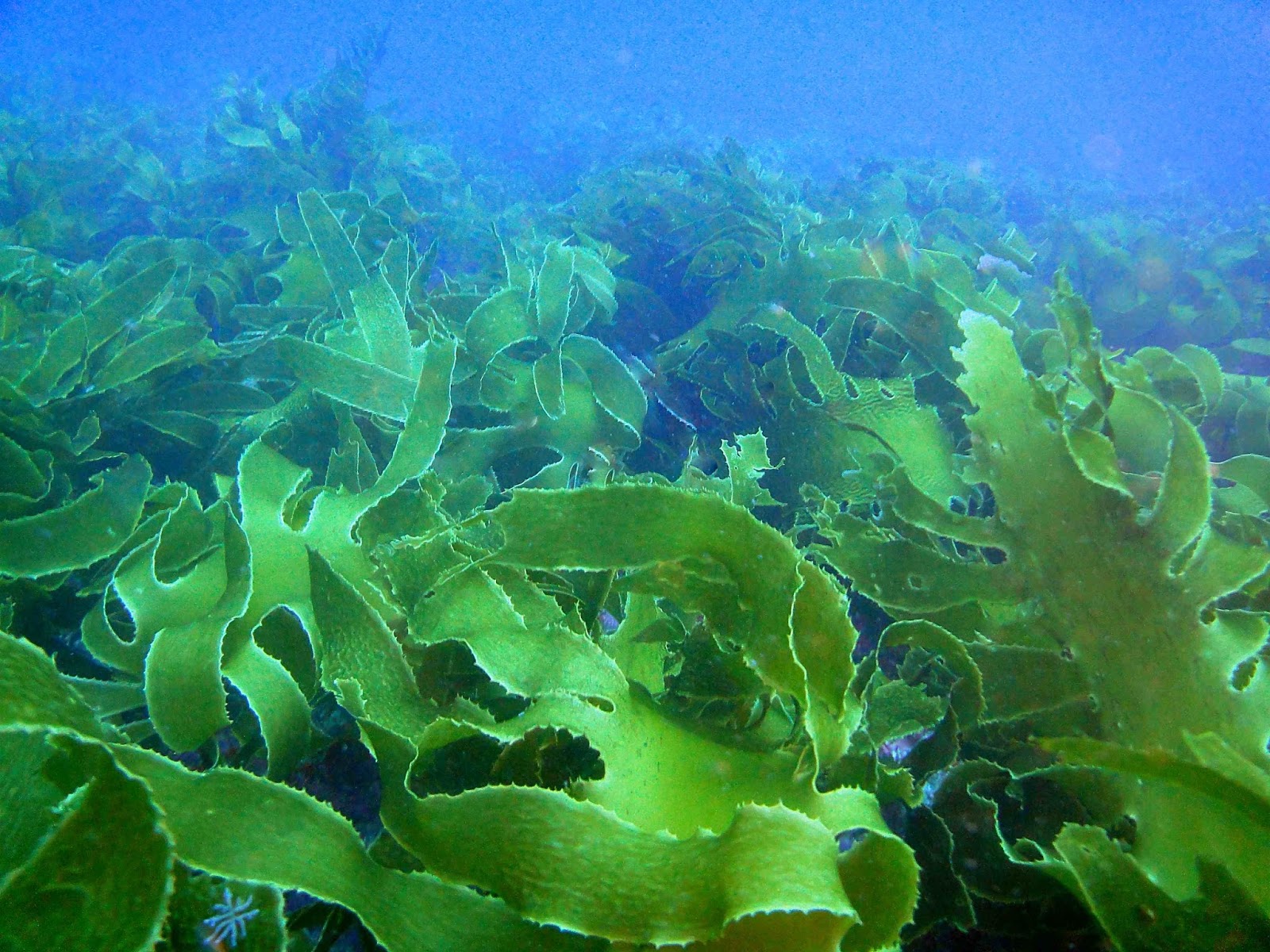 Kelp Raksasa