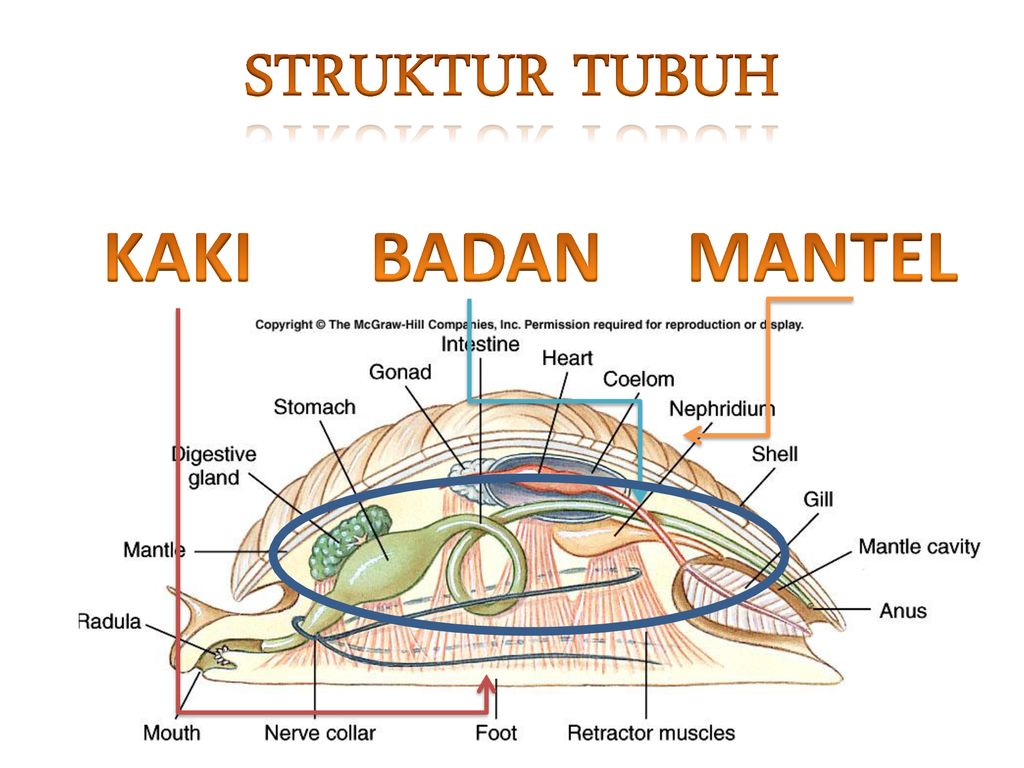 Struktur Tubuh Mollusca