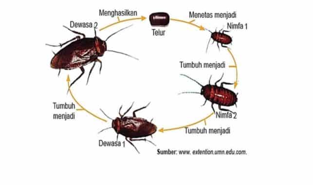 Contoh Hewan Yang Berkembangbiak Dengan Metamorfosis Sempurna