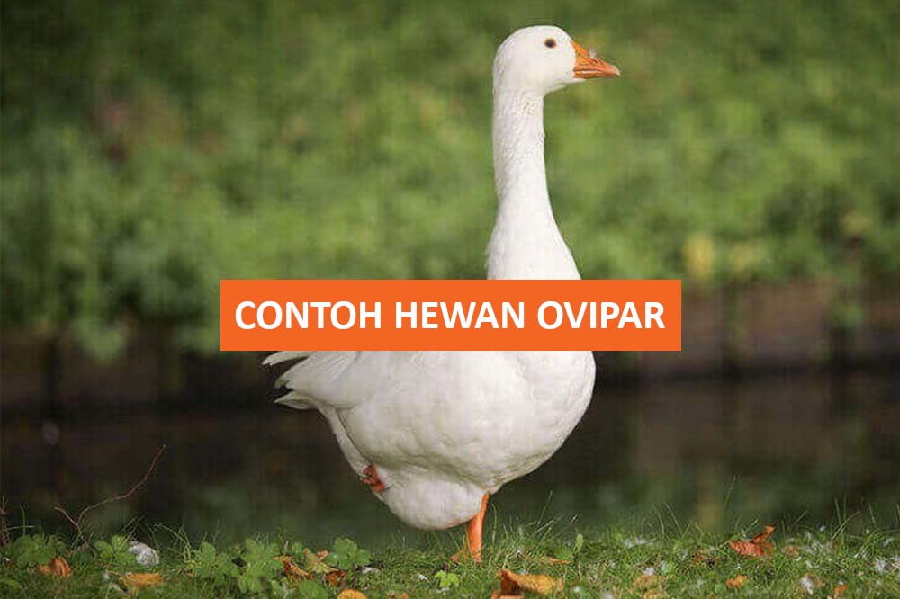 Contoh Hewan Ovipar