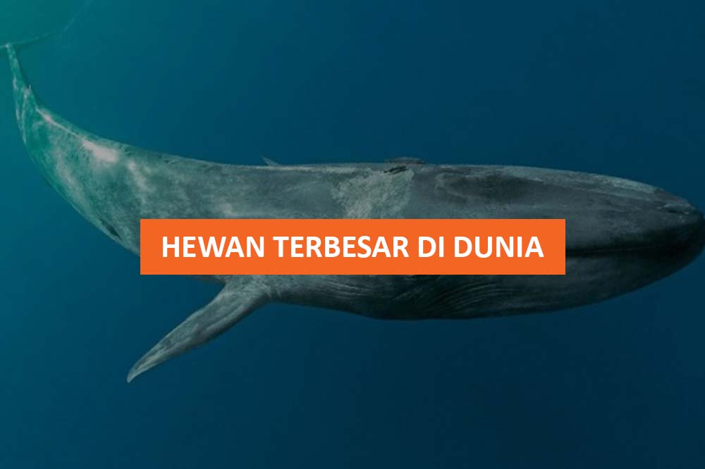 HEWAN TERBESAR DI DUNIA