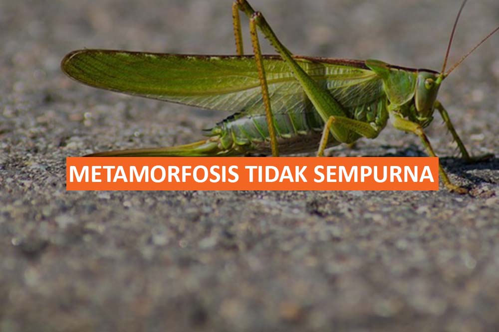 Metamorfosis Tidak Sempurna