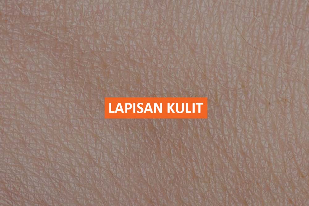 LAPISAN KULIT