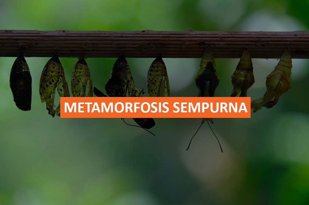 METAMORFOSIS SEMPURNA