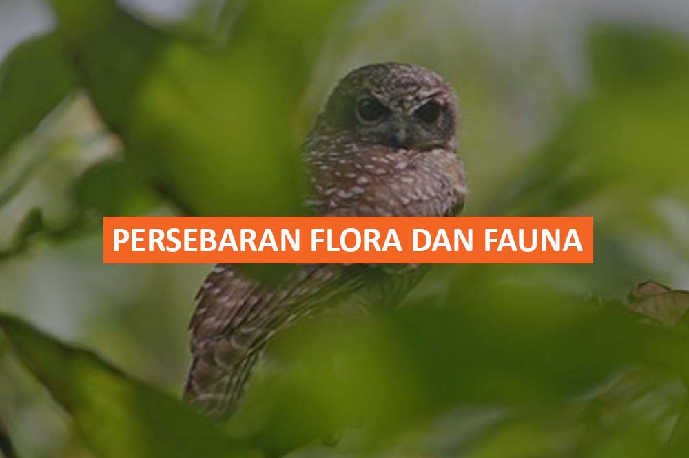 Persebaran Flora Dan Fauna